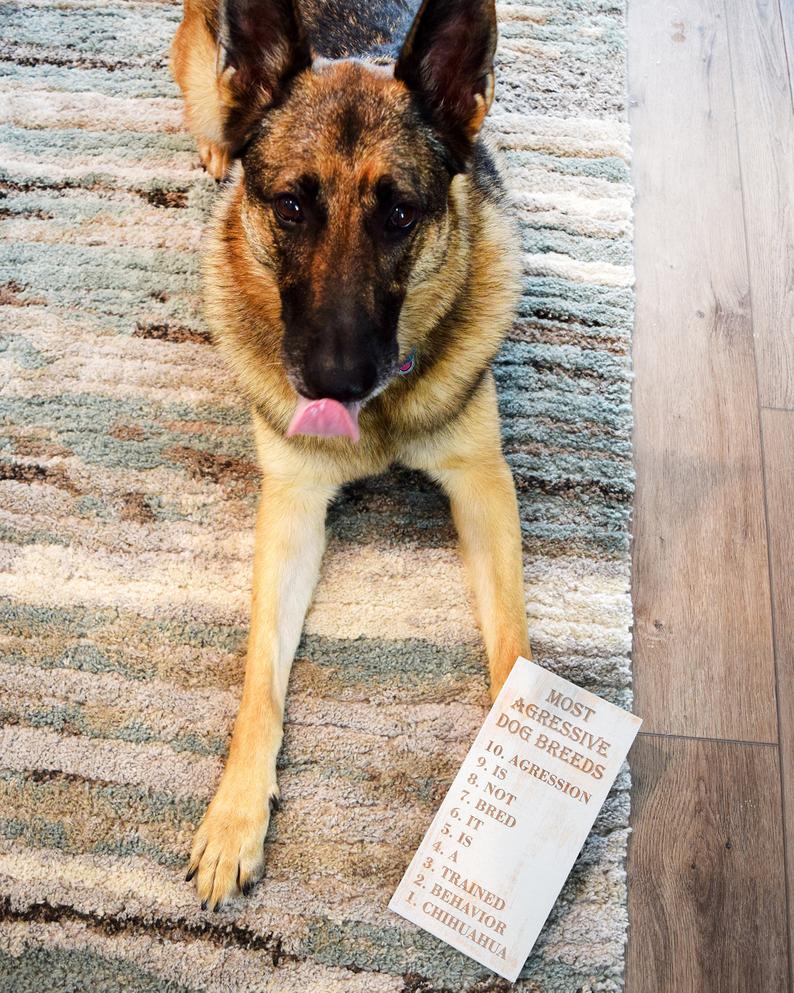 List of most aggressive dog breeds - Shore Thing Laser