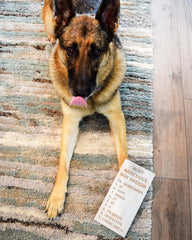 List of most aggressive dog breeds - Shore Thing Laser